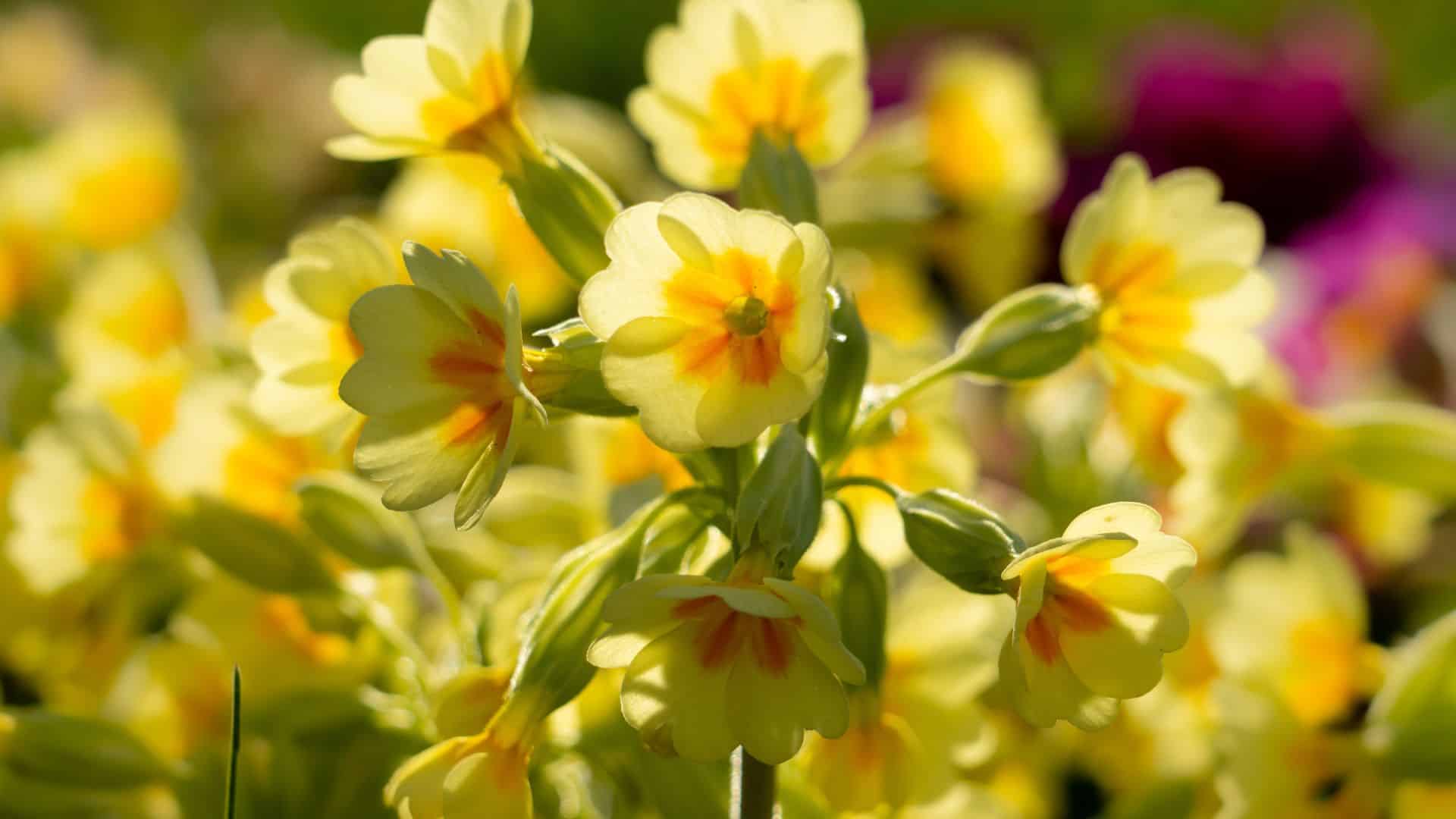 Taimetee; Kollased nurmenukud