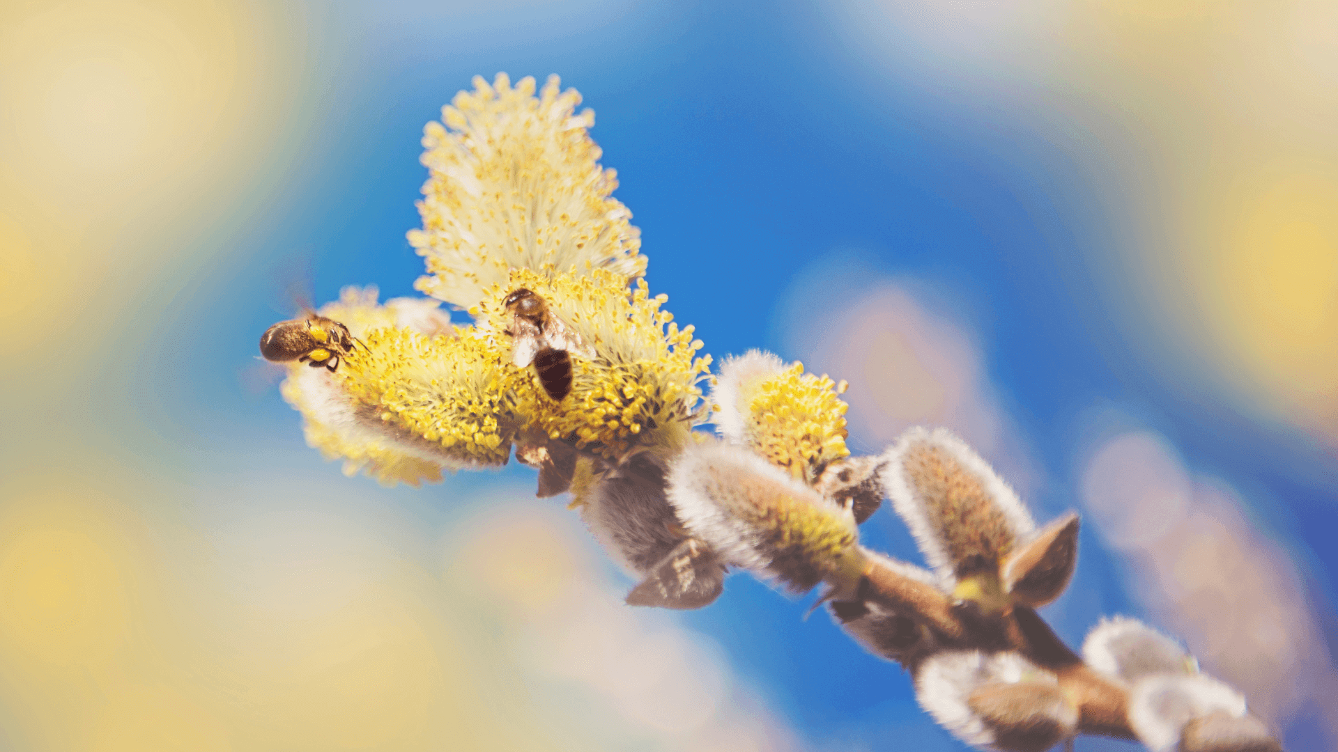 Õietolmu allergia-mesilane paljuurva õiel